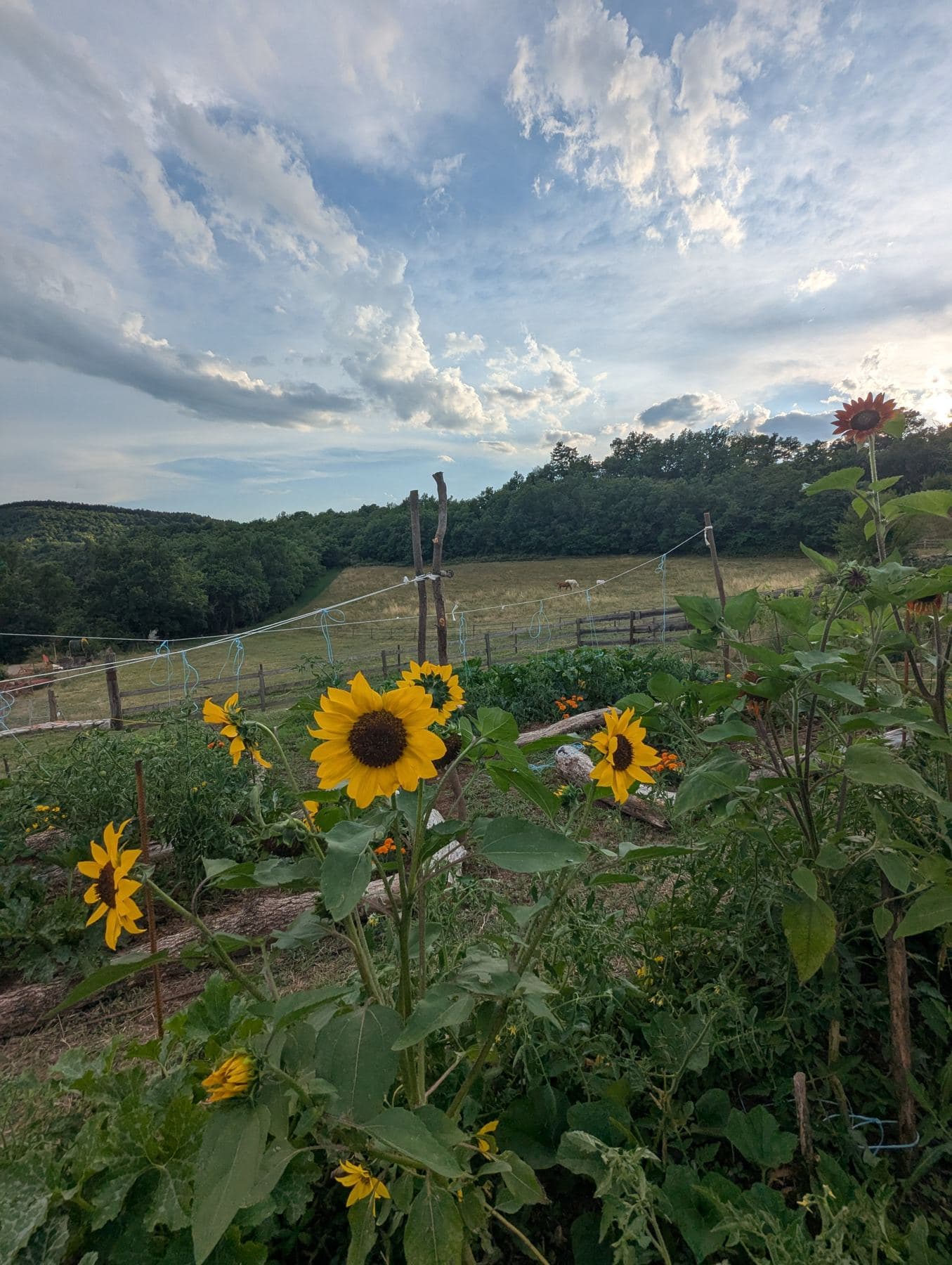 Sunflowers in the vegetable garden under a summer sky