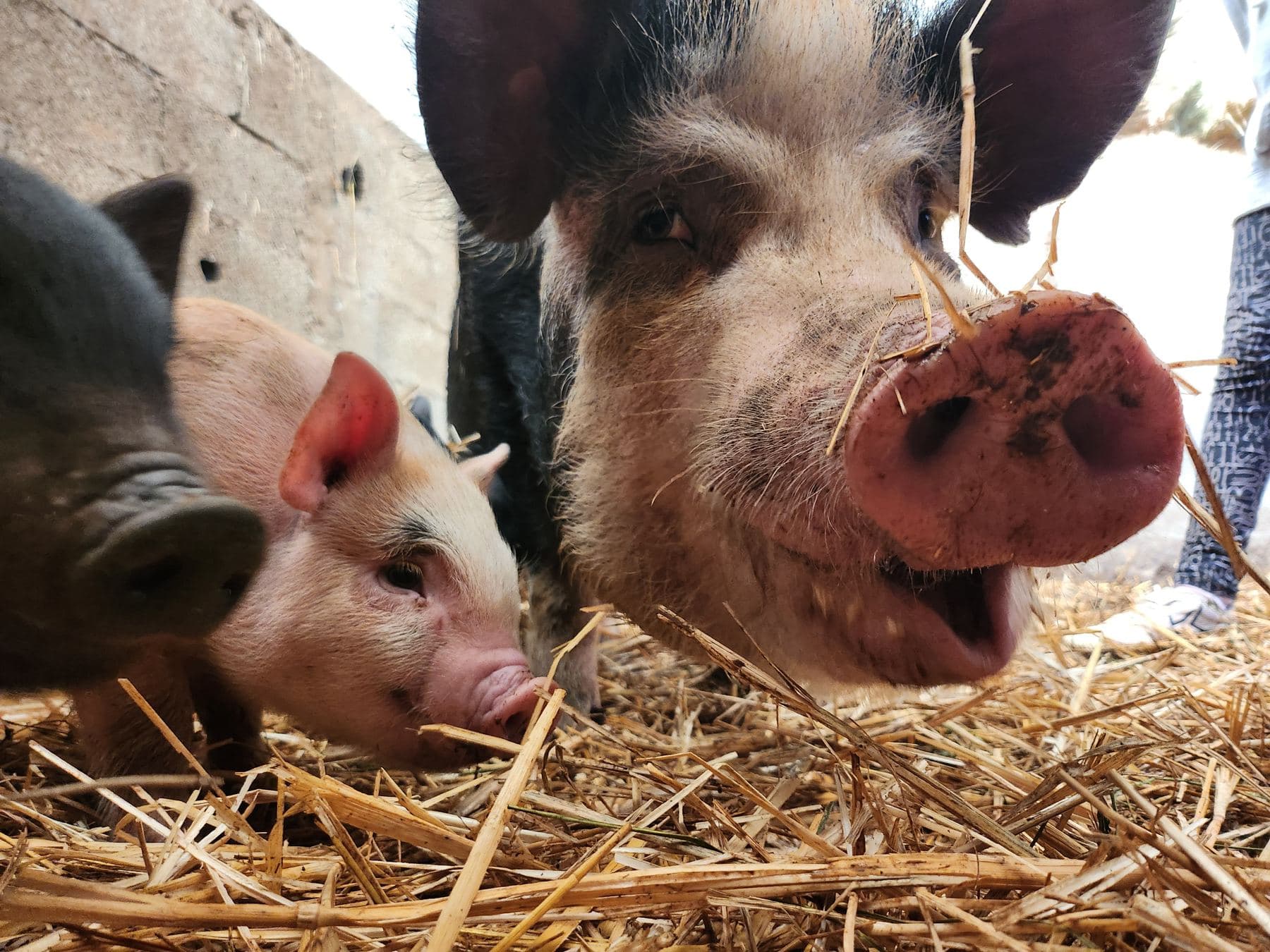 Deux cochons curieux dans la paille