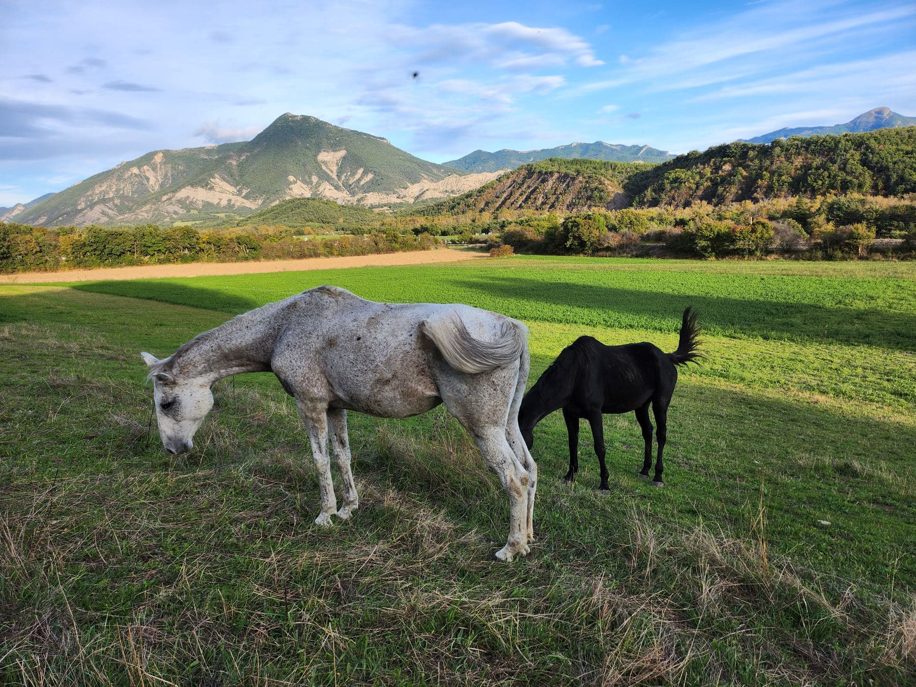 Chevaux au pré