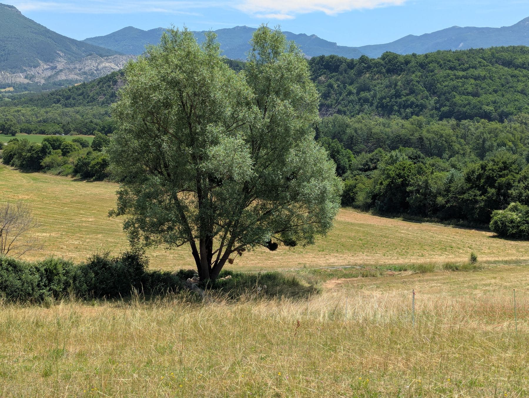 A lone tree in a meadow with wooded hills behind