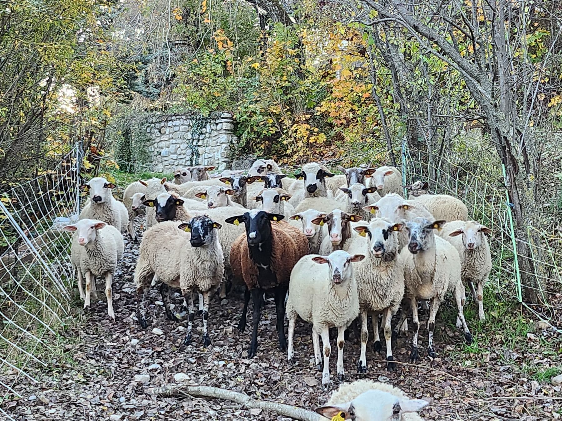 The flock of sheep at the edge of the woods